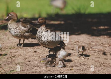 Entenfamilie an einem See in Mittagong Stockfoto