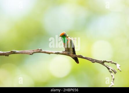 Ein neugieriger männlicher getuftete Coquette-Kolibri, Lophornis ornatus, der auf einem Ast mit Bokeh-Hintergrund steht. Stockfoto