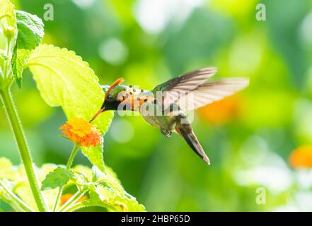 Der exotische männliche, tuftete Coquette-Kolibri Lophornis ornatus, der zweitkleinste Vogel der Welt, der sich in einem Garten von der tropischen Lantana-Blume ernährt. Stockfoto