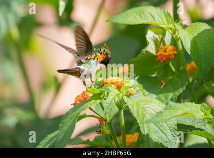 Der exotische männliche, tuftete Coquette-Kolibri Lophornis ornatus, der zweitkleinste Vogel der Welt, der sich in einem Garten von der tropischen Lantana-Blume ernährt. Stockfoto