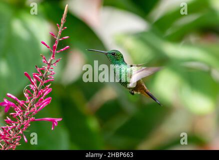 Ein glitzernder grüner Kolibri aus Kupfer, Amazilia tobaci, ernährt sich im Flug von einer purpurnen Blume in einem Garten. Stockfoto