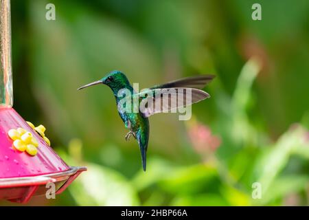 Schillernder Saphir-Kolibri, Chlorestes Notata, schwebt an einem Kolibri-Futterhäuschen in einem Garten mit verschwommenen Blumen im Hintergrund. Stockfoto