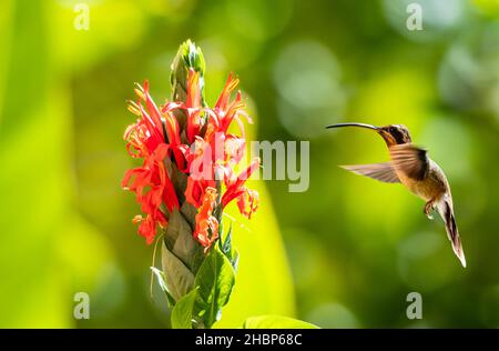 Ein tropischer Zwergkäfer, Phaethornis Longuemareus, ernährt sich von der exotischen Pachystachys-Blume im Regenwald von Trinidad und Tobago. Stockfoto