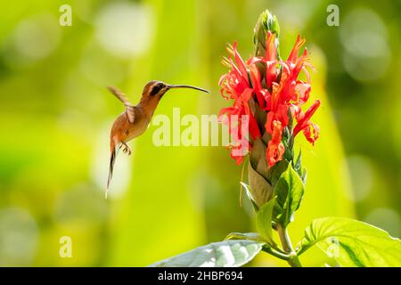 Ein tropischer kleiner Einsiedlerkolibri, Phaethornis Longuemareus, ernährt sich von der exotischen Pachystachys-Blume in warmem Nachmittagssonnel. Stockfoto