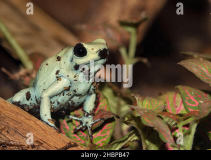 Pfeilgiftfrosch (Dendrobates Tinctorius) färben Stockfoto