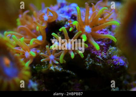 Makrofotografie auf grüner Stern Polyp Weichkoralle - Briareum violaceum Stockfoto