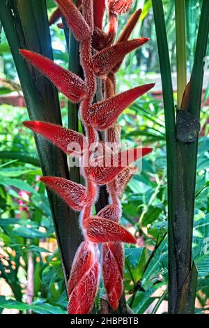 Heliconia danielsiana, Cahuita-Nationalpark, Costa Rica Stockfoto