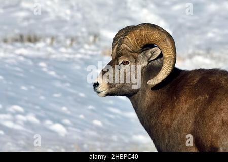 Ein erwachsenes männliches Dickhornschaf 'Orvis canadensis', Portrait im Winter mit frisch gefallener Schneedecke im ländlichen Alberta Canada. Stockfoto