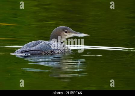 Eine Seitenansicht des Common Loon, 'Gavia immer', im Winter schwimmend Gefieder auf einem See im Schweizer Provinzpark im ländlichen Alberta Kanada Stockfoto