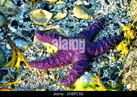 Ein purpurner Seestern, 'Pisaster ochraceus', streckte sich auf den mit Muscheln bedeckten Strand auf Vancouver Island British Columbia, Kanada. Stockfoto