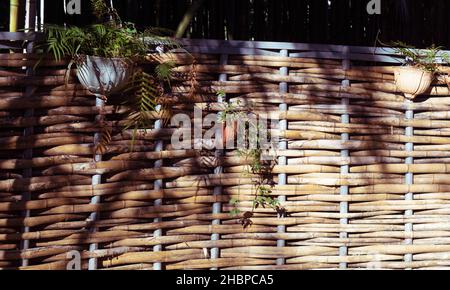 Naturlandschaft mit Blick auf einen Bambusgarten und einen Bambuszaun Stockfoto
