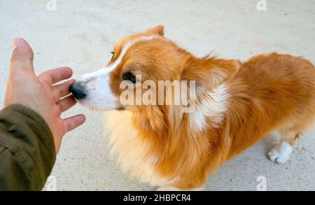 Die menschliche Hand streichelt isländischen Schafhund ist das treueste und dem Menschen am nächsten gelegene Tier Stockfoto