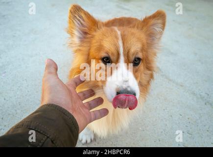 Die menschliche Hand streichelt isländischen Schafhund ist das treueste und dem Menschen am nächsten gelegene Tier Stockfoto