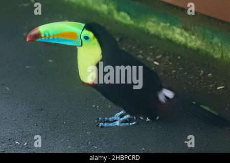 Kielschnabel-Tukan (Ramphastos sulfuratus), Cahuita-Nationalpark, Costa Rica Stockfoto