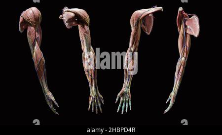 Vollständige Anatomie der menschlichen oberen Extremitäten, 3D Rendering, zeigt Muskeln, Sehnen und Blutgefäße Stockfoto