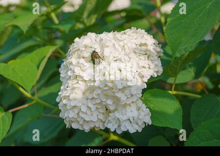 Weiße Hortensia Paniculata im Rampenlicht blüht in voller Blüte und Chafer (European Rose Chafer) aus nächster Nähe Stockfoto