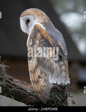 Scheune Owl mit braunen und grauen Federn und weißem Gesicht auf Ast thront und im Profil aus der Nähe fotografiert. Stockfoto