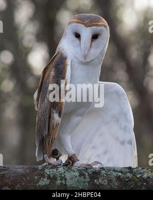 Scheune Owl mit gebrochenem Flügel auf einem Baumzweig im Houston Audubon Raptor Center in Houston, Texas. Stockfoto