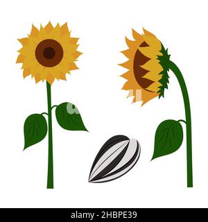 Eine Reihe von Vektorzeichnungen von Sonnenblumenkernen und Sonnenblumenkernen. Isoliert auf weißem Hintergrund Stock Vektor