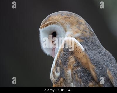 Nahaufnahme des Kopfes, des weißen Gesichts und des Flügels einer Eule mit Blick nach links. Fotografiert mit sehr geringer Schärfentiefe am Houston Audubon Raptor Cent Stockfoto