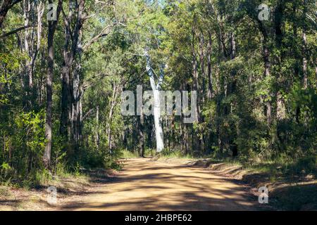 Foto eines großen Baumes in der Sonne am Rande einer Feldbahn in einem Wald in den Blue Mountains in New South Wales in Australien Stockfoto