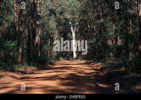 Foto eines großen Baumes in der Sonne am Rande einer Feldbahn in einem Wald in den Blue Mountains in New South Wales in Australien Stockfoto