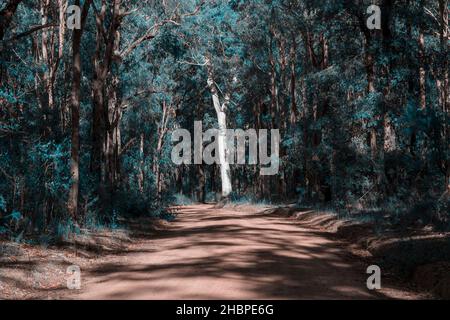 Foto eines großen Baumes in der Sonne am Rande einer Feldbahn in einem Wald in den Blue Mountains in New South Wales in Australien Stockfoto