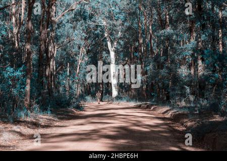 Foto eines Läufers, der bei Sonnenschein an einem großen Baum an einer Feldbahn in einem Wald in den Blue Mountains in New South Wales in Australien vorbeikommt Stockfoto