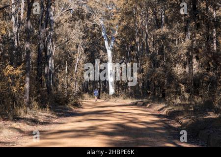 Foto eines Läufers, der bei Sonnenschein an einem großen Baum an einer Feldbahn in einem Wald in den Blue Mountains in New South Wales in Australien vorbeikommt Stockfoto