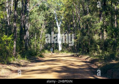 Foto eines Läufers, der bei Sonnenschein an einem großen Baum an einer Feldbahn in einem Wald in den Blue Mountains in New South Wales in Australien vorbeikommt Stockfoto