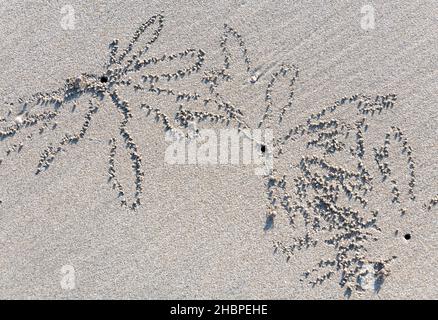 Muster an einem weißen Strand aus Sand oder Geisterkrabben Stockfoto