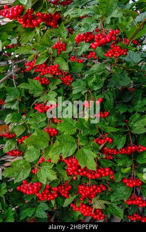 Viburnum-Busch mit rot glänzenden Beeren und grünen Blättern im Wald. Frühherbst Hintergrund reifen leuchtend roten Trauben von Viburnum und üppig grünen Folia Stockfoto