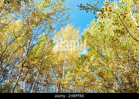 Gelber Herbstwald am blauen Himmel, hohe Birken im Herbst. Stockfoto