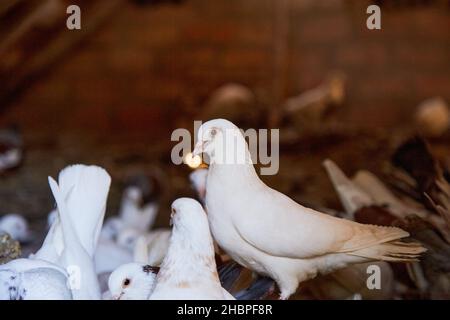 Weiße Taube aus nächster Nähe. Züchten reinrassige Tauben auf dem privaten Hof. Warmes Haus für Vögel. Naturecore ländliche Pastoralleben Konzept Copy space. Stockfoto