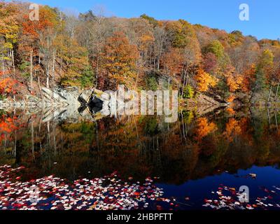 Herbstbäume, die sich vom „Ice Pond“-See in der Nähe von Brewster im Putnam County im Bundesstaat New York spiegeln Stockfoto