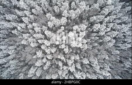 Dicke Winterr Wald Hintergrund. ABOV Blick von oben auf die Natur des weißen Schnees Stockfoto