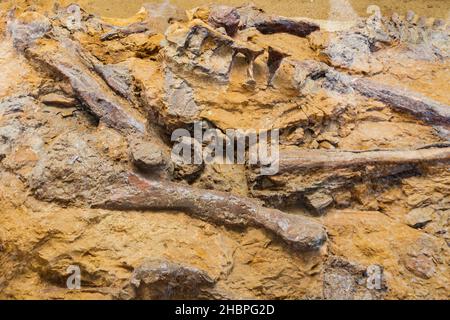 Dinosaurier-Fossilien werden im Dinosaur Provincial Park in den arden Badlands von Alberta, Kanada, in der Hitze des Sommers ausgestellt. Stockfoto