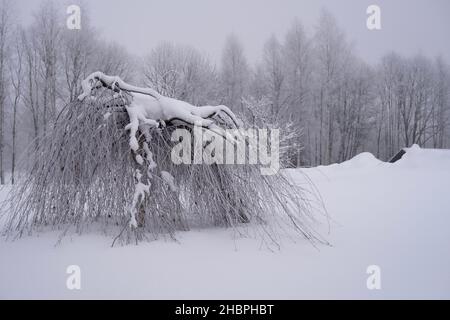 Schneebedeckte einsame Birke am kalten Wintertag Stockfoto