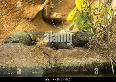 Zwei große Krokodile liegen auf dem Boden im Zoo Stockfoto