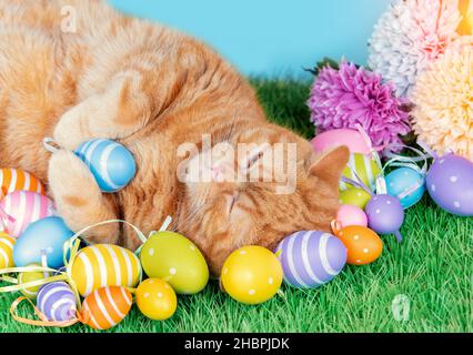 Eine lustige Ingwerkatze schläft auf Kunstrasen in der Nähe von farbigen ostereiern Stockfoto