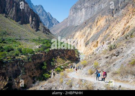 Touristen wandern im Tal des Colca Canyon entlang des Flusses Colca - Arequipa, Peru Stockfoto