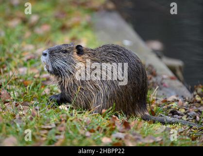 24. November 2021, Brandenburg, Lübbenau/OT Lehde: Am Rande eines Baches liegt eine Nutria in der Nähe des Hafens des Dorfes Spreewald. Die Biberratten leben in einer größeren Population im Biosphärenreservat und bauen Nester oder Höhlen im Uferbereich. Foto: Soeren Sache/dpa-Zentralbild/dpa Stockfoto