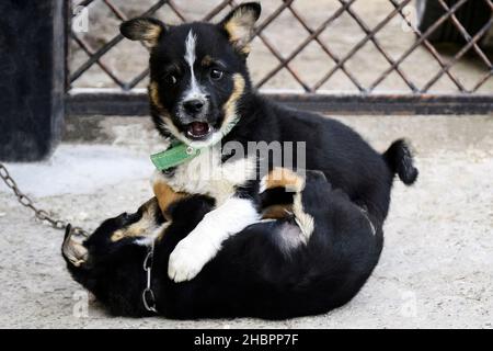 Zwei flauschige verspielte Welpen. Lustige Welpen spielen draußen im Hof. Komische kleine Hunde. Nahaufnahme. Selektiver Fokus. Stockfoto