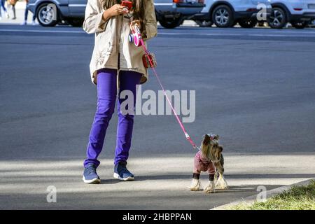 Ein stilvolles Mädchen geht mit ihrem Hund Yorkshire Terrier auf der Stadtstraße. Niedlicher kleiner Hündchen an der Leine. Stockfoto