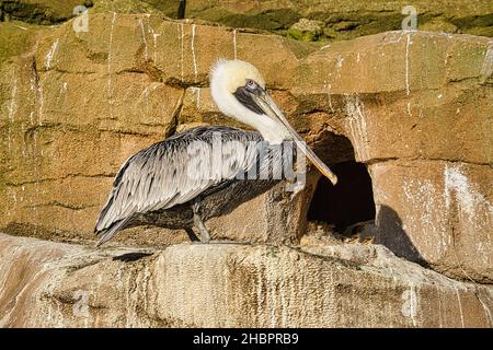 pelican aufgenommen auf einem Felsen. Großer Seevögelling mit reich strukturiertem Gefieder. Vogel im Porträt. Stockfoto