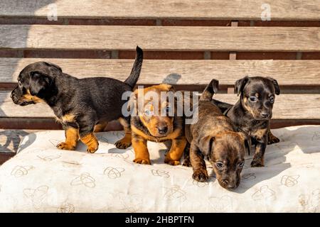 Vier einen Monat alte braune brinmellige Jack Russell Welpen, die auf einer Gartenbank stehen. Zum ersten Mal in der Sonne. Tierthemen, Selektiver Fokus Stockfoto