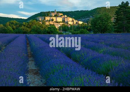 Frankreich, Provence, Banon mit Lavendelfeld *** Lokale Bildunterschrift *** Europa, Frankreich, Süd-, Provence, Banon, Landschaftlich, französisch, Stadt, Dorf, Lavendel, Stockfoto