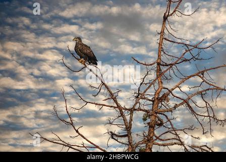 USA, Oregon, Malheur County, Malheur River, unreife Weißkopfseeadler, Haliaeetus leucocephalus (m) *** Ortsüberschrift *** USA, Oregon, Malheur County, Malh Stockfoto