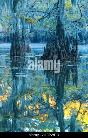 USA, Texas, Caddo Lake *** Local Caption *** USA, Texas, Caddo Lake, Cypress Sumpf, Natur, eastern, american, Wald, Baum, Zypresse, Reflexion, nat Stockfoto