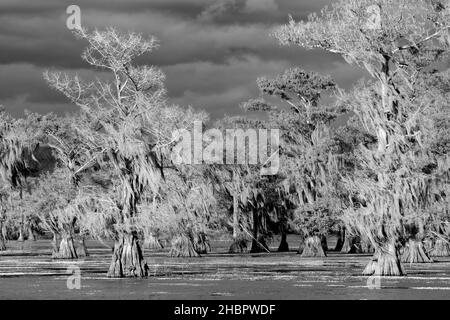 USA, Texas, Caddo Lake *** Local Caption *** USA, Texas, Caddo Lake, Cypress Sumpf, Natur, ost, amerikanisch, Wald, Sturm, Baum, Glatze Zypresse, Nat Stockfoto